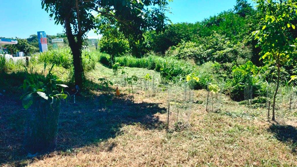 Trail & Eco Projects | Volunteers wildmex reforestation projects