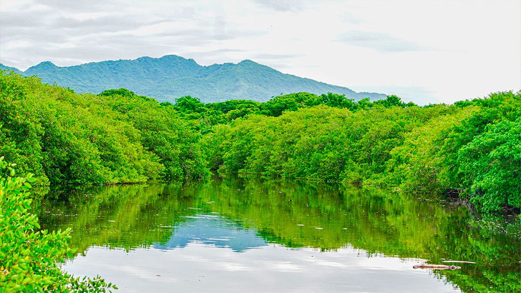 Surf Photographer Scenic landscape of the natural estuary and lush mangroves surrounding the path to Playa La Lancha in Nayarit, Mexico.